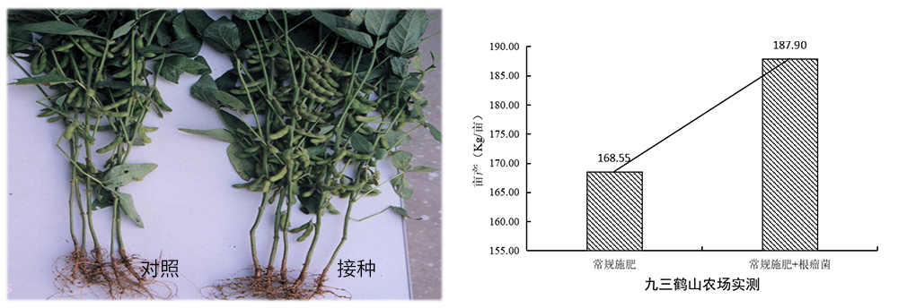 领先生物推进根瘤菌剂应用助力大豆产能提升 领先生物推进根瘤菌剂应用助力大豆产能提升