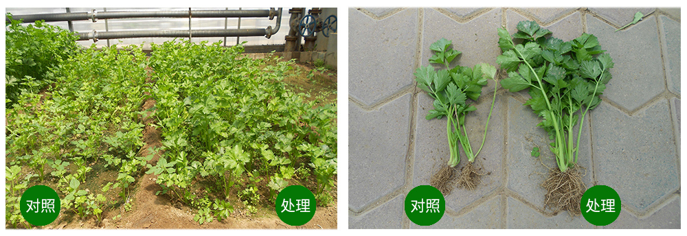 领先生物海葆素让作物“吃”上深海新营养 领先生物海葆素让作物“吃”上深海新营养