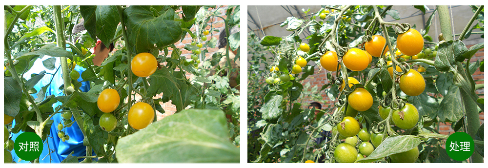 领先生物海葆素让作物“吃”上深海新营养 领先生物海葆素让作物“吃”上深海新营养