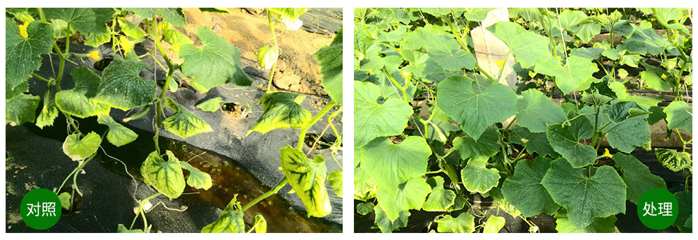 领先生物海葆素让作物“吃”上深海新营养 领先生物海葆素让作物“吃”上深海新营养