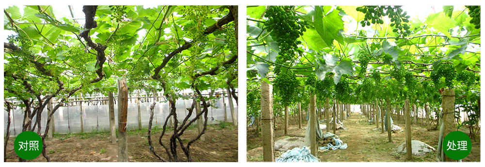 領先生物“海藻+氮磷鉀+腐植酸”讓果樹旺起來 領先生物“海藻+氮磷鉀+腐植酸”讓果樹旺起來