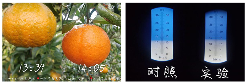 柯加力大量元素水溶肥应用案例